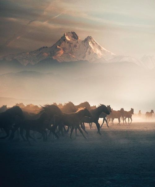 folklifestyle - Horses running in mountain mist....