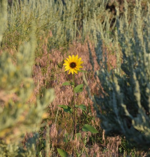 clumsum - Wild Sunflower in the Sagebrush