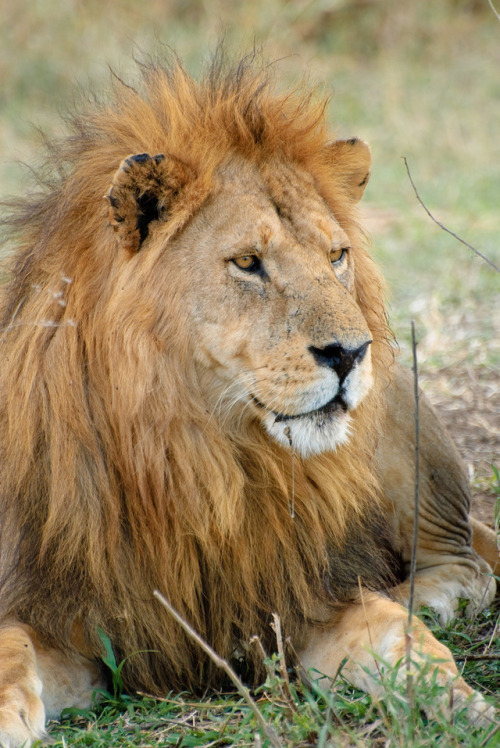 wild-diary - Lion || Oliver Dodd