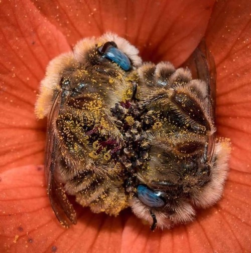 psy-rituality:A couple of bees napping in a flower.The bees...