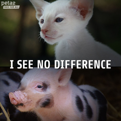 mnisikakos:peta2:Do you?i think the top one is a cat and...