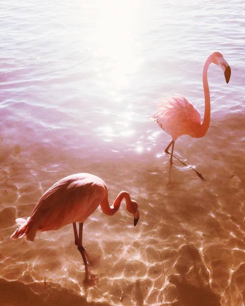 andantegrazioso - Flamingos | ariellevey