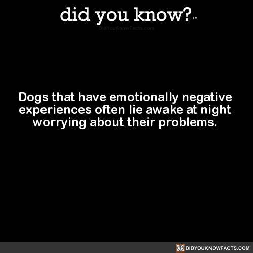 dogs-that-have-emotionally-negative-experiences