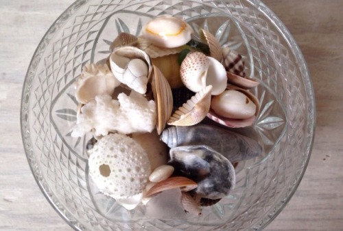 floralsgifts - Seashell readings ~ After years of divining and...