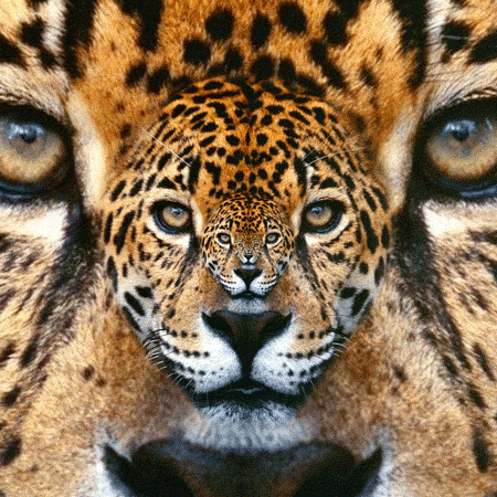 jaguar gif | Tumblr