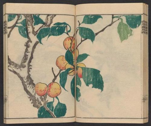 smithsonianlibraries - Yum! August is National Peach...