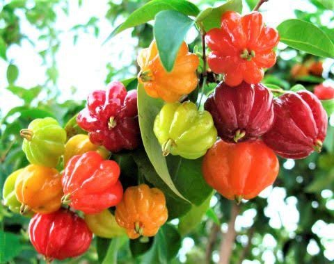 josiecarioca - nightskyecosplay - crtter - Brazilian cherries aren’t related to common cherries at...