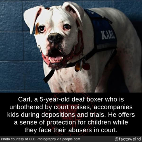 mindblowingfactz - Carl, a 5-year-old deaf boxer who is...