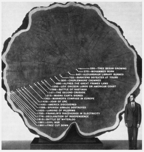 chaosophia218 - A California Redwood’s Tree Lifetime.Here is a...