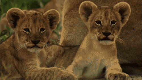 lionwelps