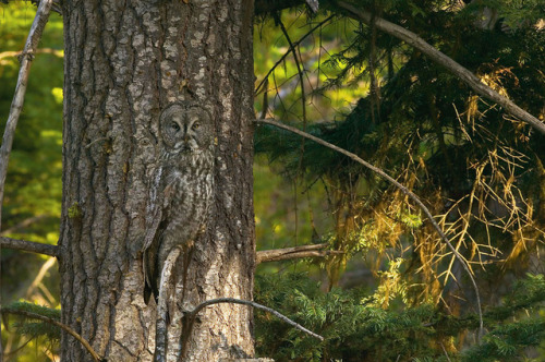 ainawgsd:Owls are masters of disguise, blending seamlessly...