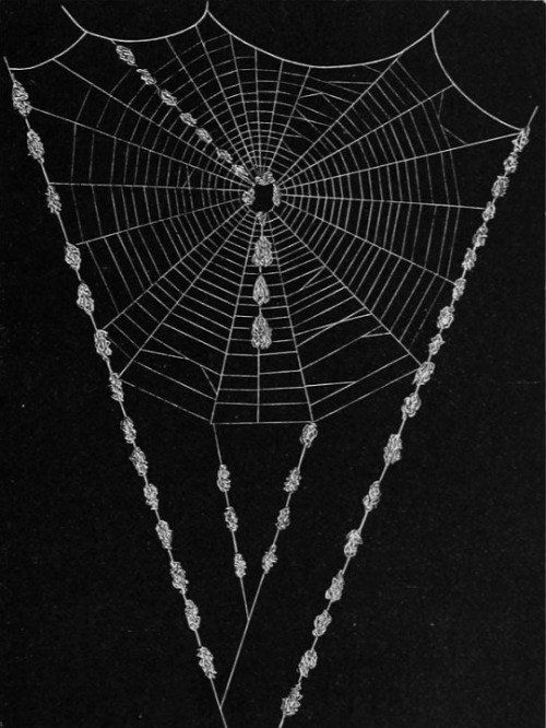 chaosophia218 - Henry McCook - Spider Webs, “American Spiders and...