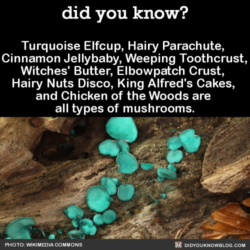 did-you-kno-turquoise-elfcup-hairy-parachute