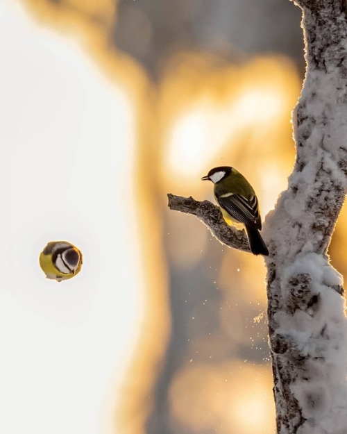 suicide-d0g - cuteanimalspls - One angry bird coming from the...