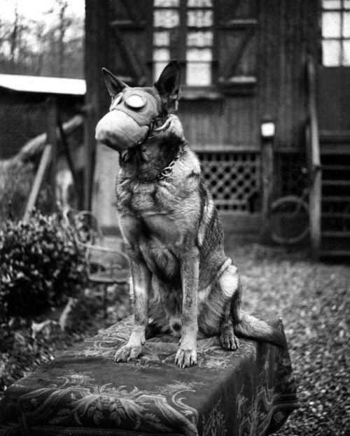 a5xc - 1917 — A French Red Cross dog wearing a gas maskDuring...