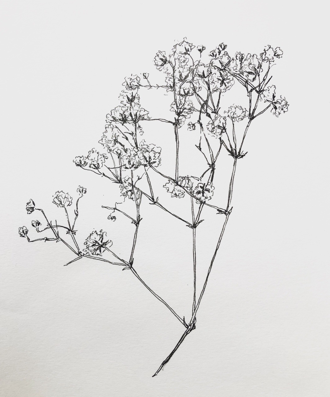 Gypsophila Flower Baby's Breath Coloring Page