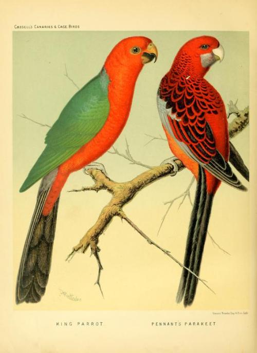 heaveninawildflower:‘Parrots and Parrakeets’ taken from ‘The...