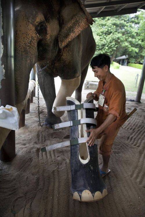 vamploverrr - congenitaldisease - Motala, a 50-year-old elephant...