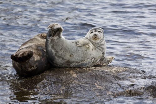 tangledwing - The Saimaa ringed seal (Pusa hispida saimensis) is...
