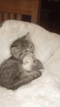 thebestoftumbling - kitty bathing his chick friend
