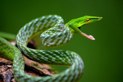 lovingexotics - Green Vine Snake Ahaetulla Nasuta Source - ...