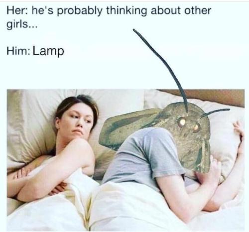 memehumor:I love lamp