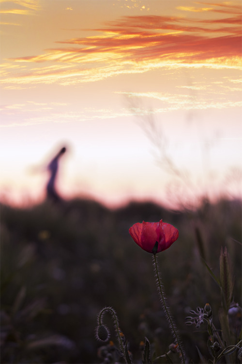 whereeveryouareyouwillliketoknow - Poppies at Sunset By Cecilia...