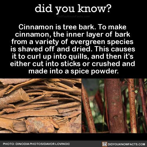 did-you-kno-cinnamon-is-tree-bark-to-make
