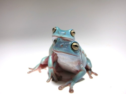 great-and-small:I took this picture of my friend’s frogs and it...