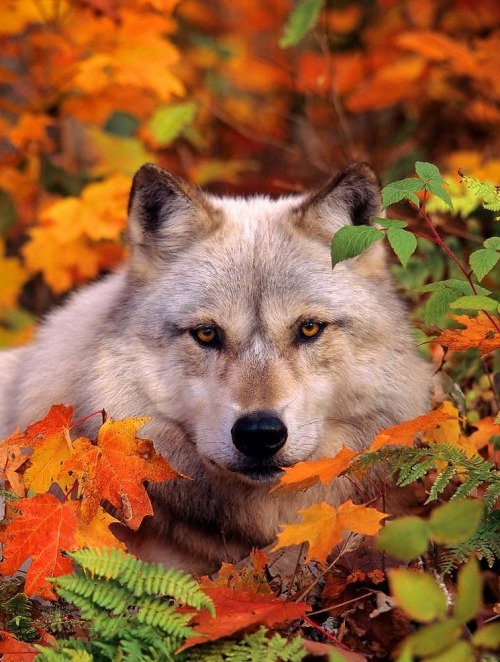 beautiful-wildlife - Autumn Wolf by Greg Ledermann
