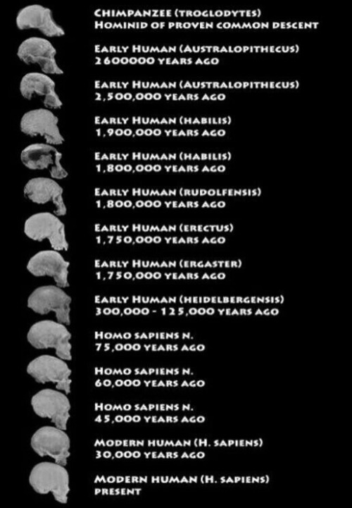 chaosophia218:Evolutionary History of the Human Skull.