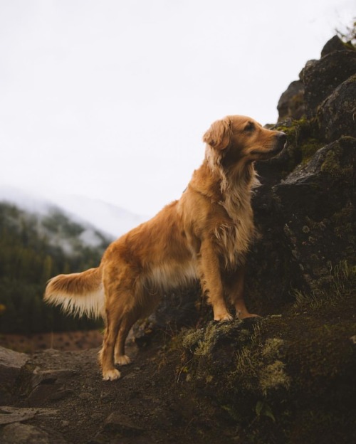 milliethegoldendog:Curious pup exploring Oregon (at Oregon)