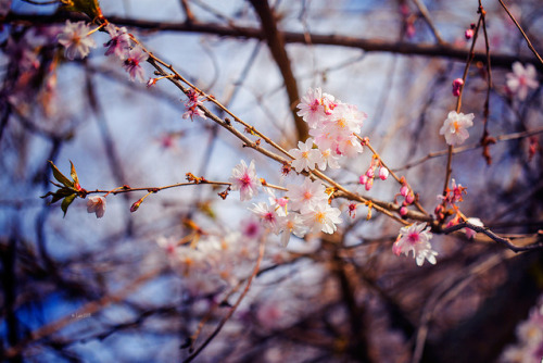 lainphotography - spring