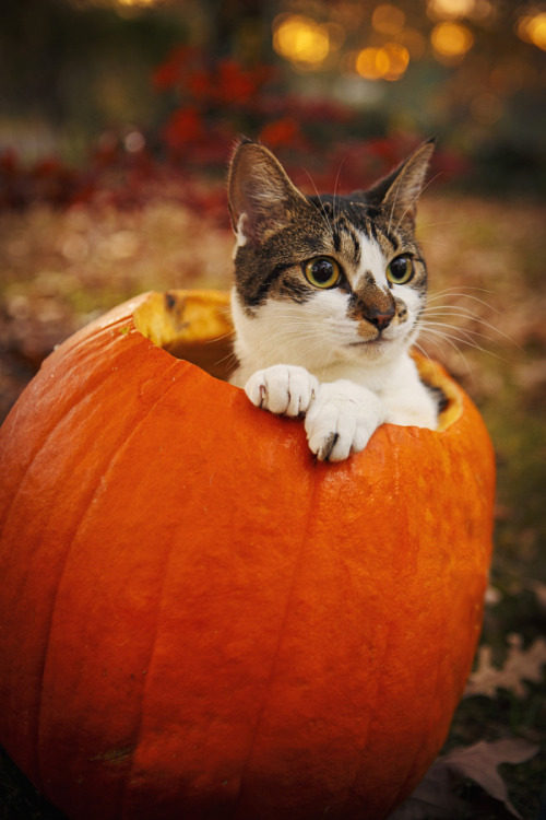 outdoormagic:Pumpkin Cat by Kristin Castenschiold