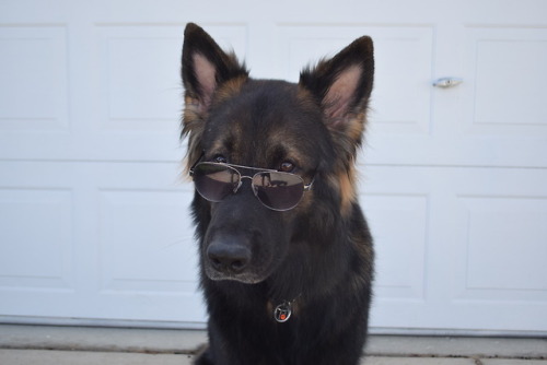 pawsitivelypowerful:I always though he looked like an aviator...