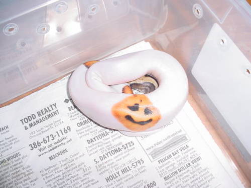 horrorandhalloween:The worlds most Halloweeny snake 