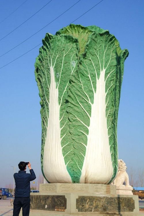knsth:bustakay:The Big Cabbage in Liaocheng, Shandong.there...