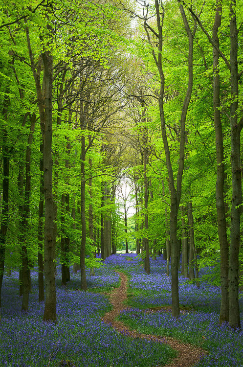 outdoormagic - Path Through Bluebells in Spring by ukgardenphotos