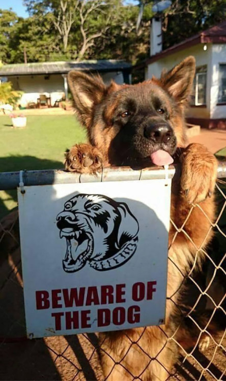 boredpanda - Beware Of Dog - They Will Lick You To Death