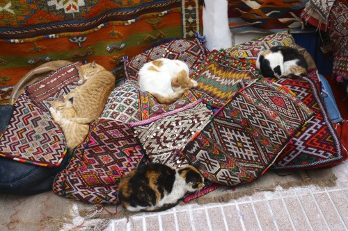 postcardsfromsarah - Essaouria, MoroccoThe happiest cats seem to...