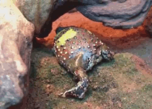 frogs-are-awesome:realmonstrosities:A Crucifix Frog taps her...