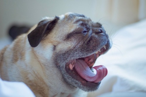 Resultado de imagen para pug yawning
