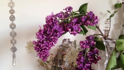 floralwaterwitch - The way these purple lilacs curved reminded me...