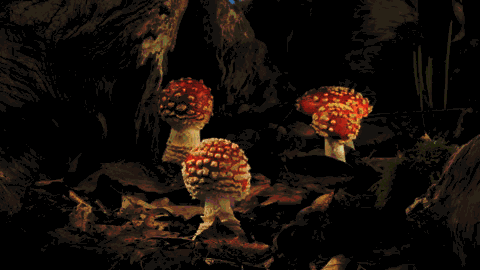 muerodelata - jedavu - Gifs Show How Mushrooms GrowMushrooms are...