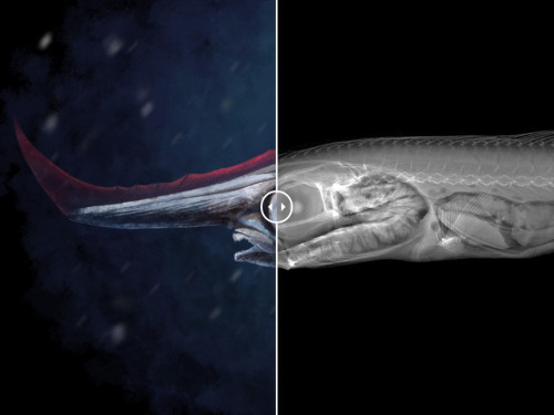 eartharchives - A bare-bones look at bizarre fishModern fish...
