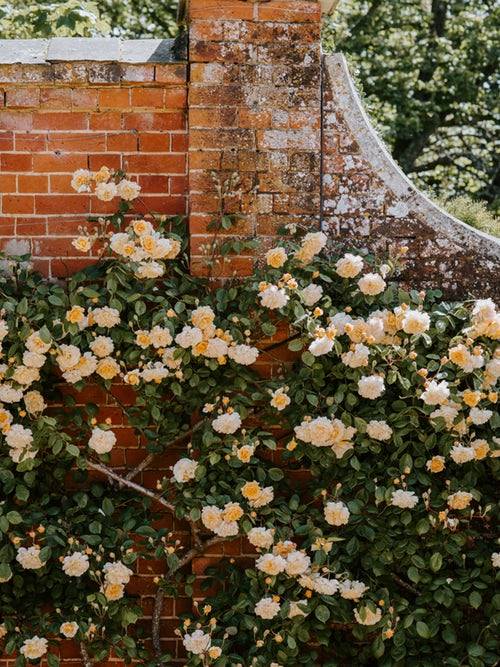 floralls:by Annie Spratt