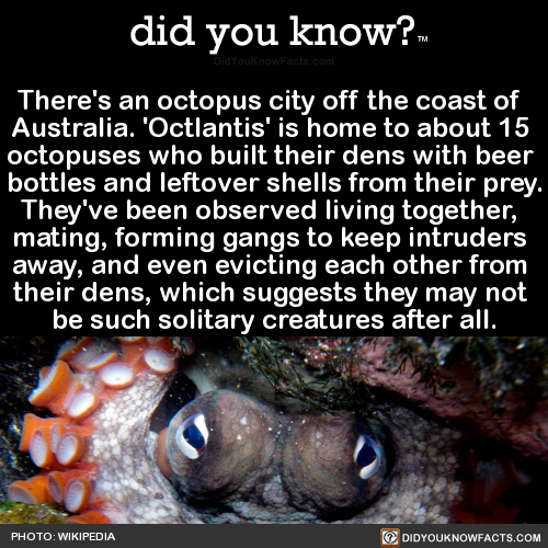 theres-an-octopus-city-off-the-coast-of