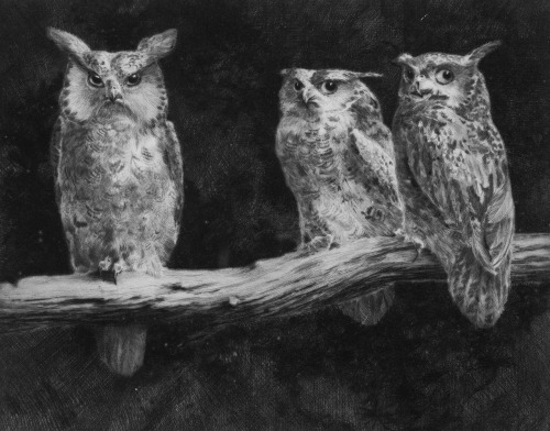 chaosophia218 - Leonard Robert Brightwell - Owls, 1930.