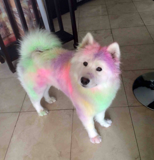 emiliotheexplorer - cutepetplanet - He rolled around in chalk and...