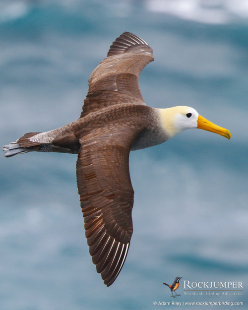 rockjumperbirdingtours - Photo of the Day – The Waved Albatross...